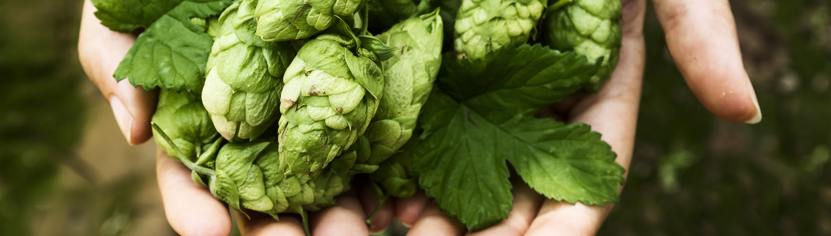 LupulOil - Aceite Esencial de Lúpulo